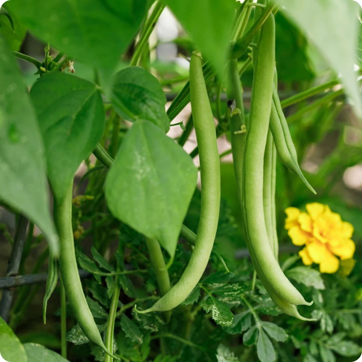 Blue Lake Bush Green Bean Seeds – Heirloom Variety, Edible Pods, 100+ Seeds, Phaseolus vulgaris, Garden Vegetable Seeds