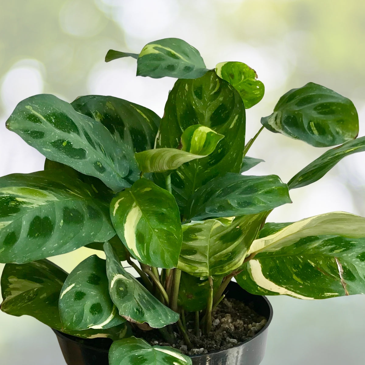 Variegated Prayer Plant - 6-Inch Pot - Maranta leuconeura ‘Beauty Kim’ - Easy-Care Tropical Foliage with Unique Leaf Movement