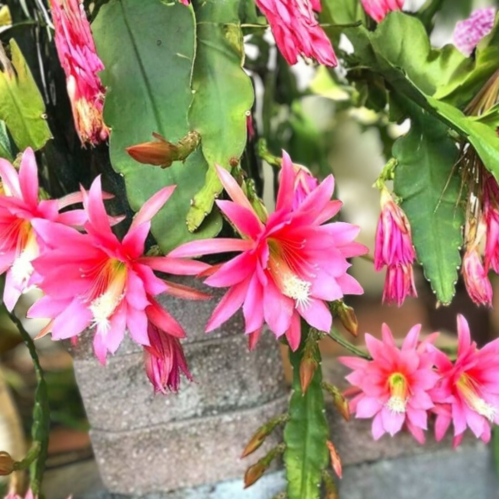 E Hookeri Epiphyllum Orchid Cactus Cuttings - 2 Fresh 6-8" Green Fragrant Plants for Propagation and Home Decor