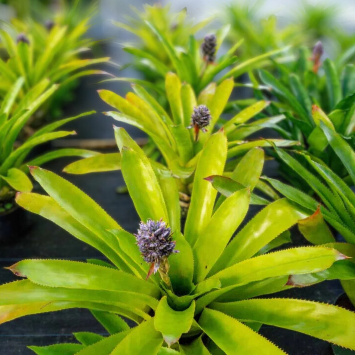 Aechmea Nelleii Tropical Bromeliad Plant in 9" Pot - Live Houseplant for Exotic Home Decor, Aechmea Nelleii