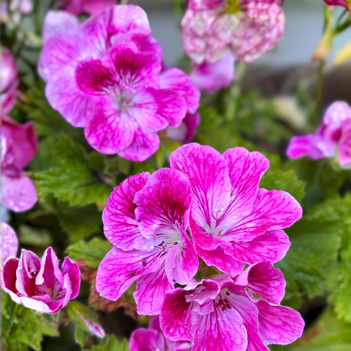 Geranium Cuttings 3-Pack White & Pink Pelargonium spp. Starter Plants for Home Garden Decor