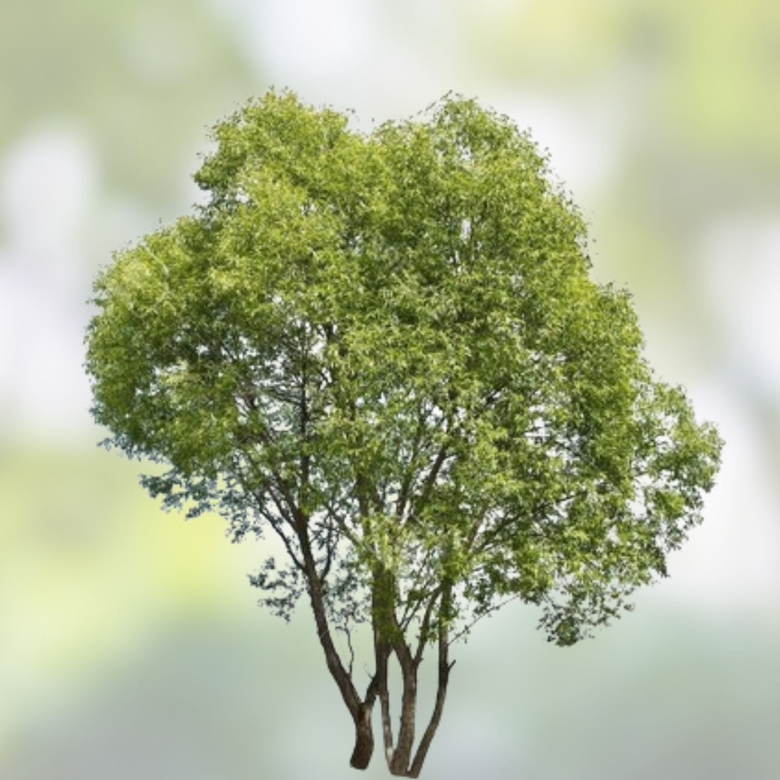 Hybrid Willow Tree Cuttings - 12 Fast Growing Salix × sepulcralis for Windbreaks - Live Planting Material