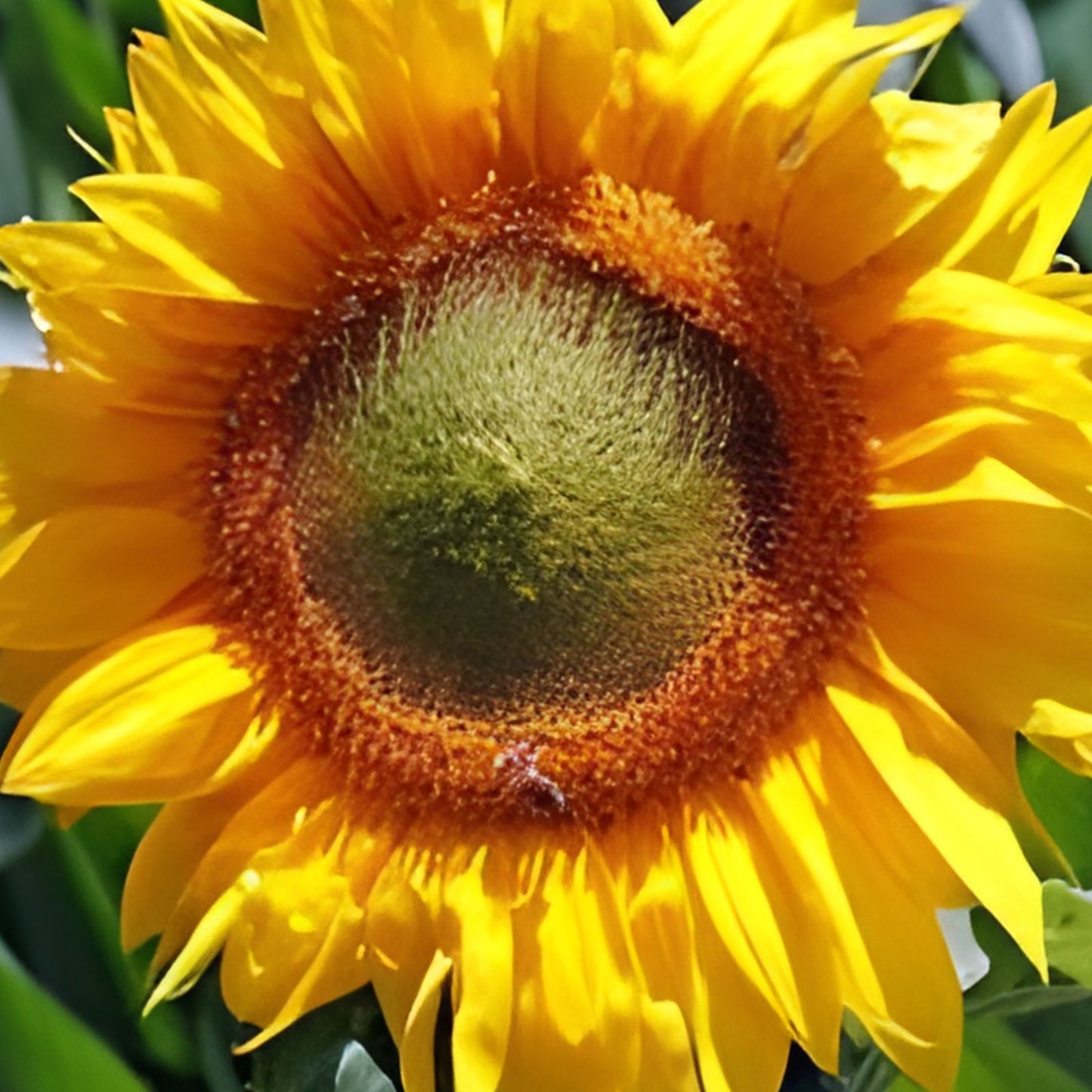Skyscraper Sunflower Seeds 20 Pack | Rare Exotic Garden Seeds | Helianthus annuus