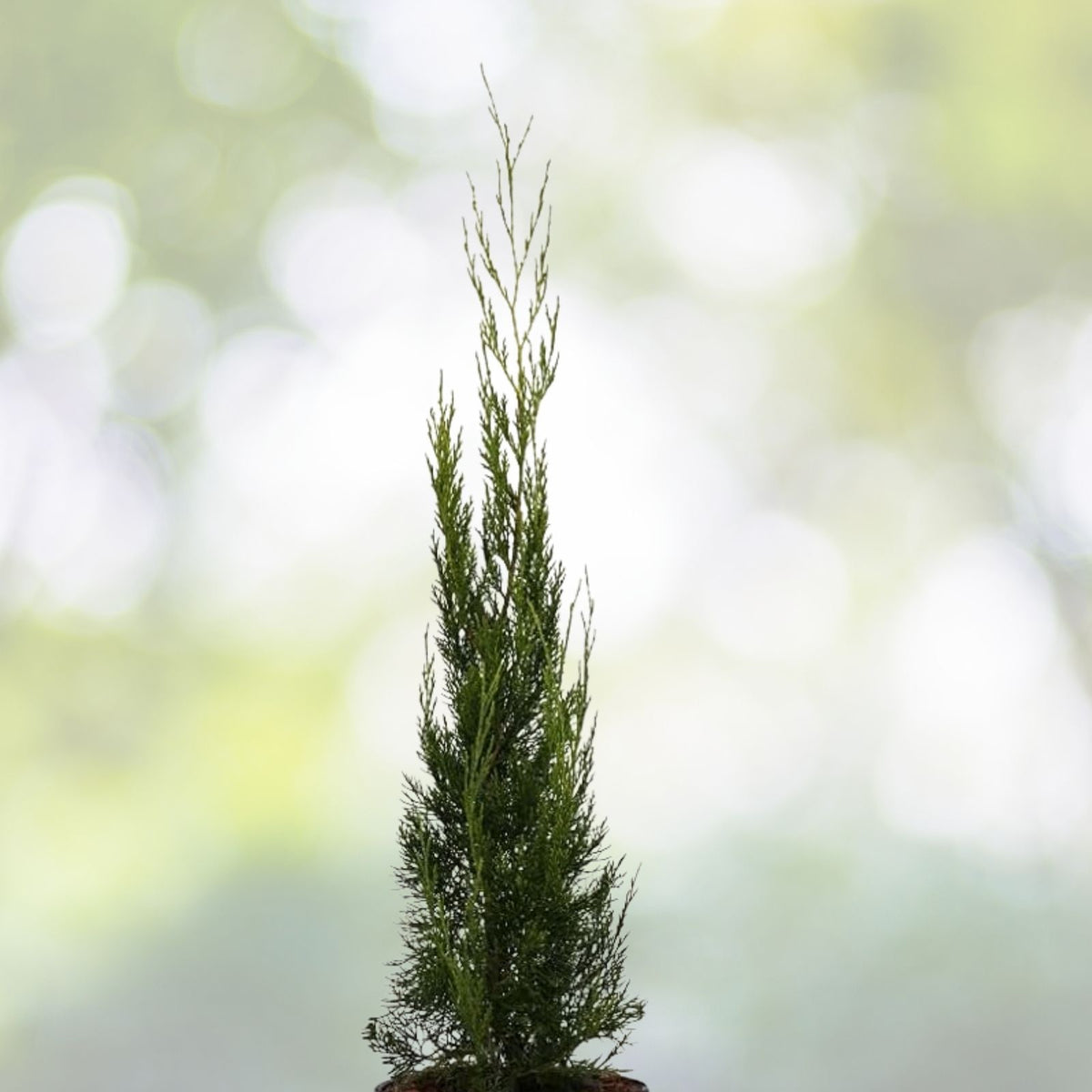Eastern Red Cedar Tree Seedling 1ft Evergreen Conifer Juniperus Virginiana Live Plant USA