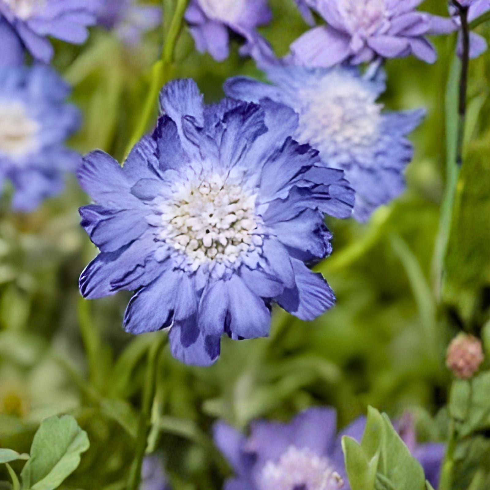 Deep Blue Scabiosa Seeds 75+ Annual Flower Seeds Blue Variety for Gardens Scabiosa columbaria