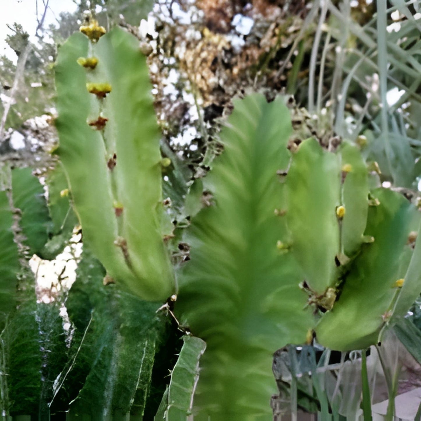 Euphorbia 'Watusi' Cutting - Rare Bill Baker Hybrid Succulent - Drought-Resistant Plant - 6-inch Pot