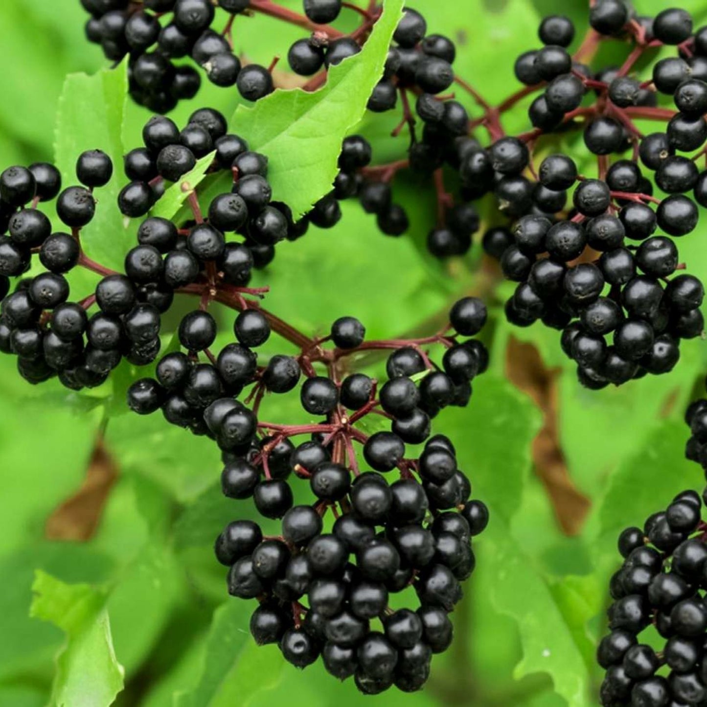 Unrooted Elderberry Cuttings - Sambucus Bush Shrub - Medicinal Perennial - Johns Variety