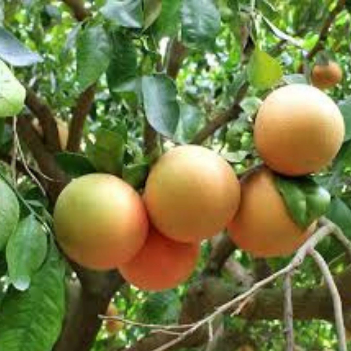 Pink Grapefruit Tree Cuttings 4 Pack - Citrus × paradisi - Ideal for Home Gardening and Indoor Planting