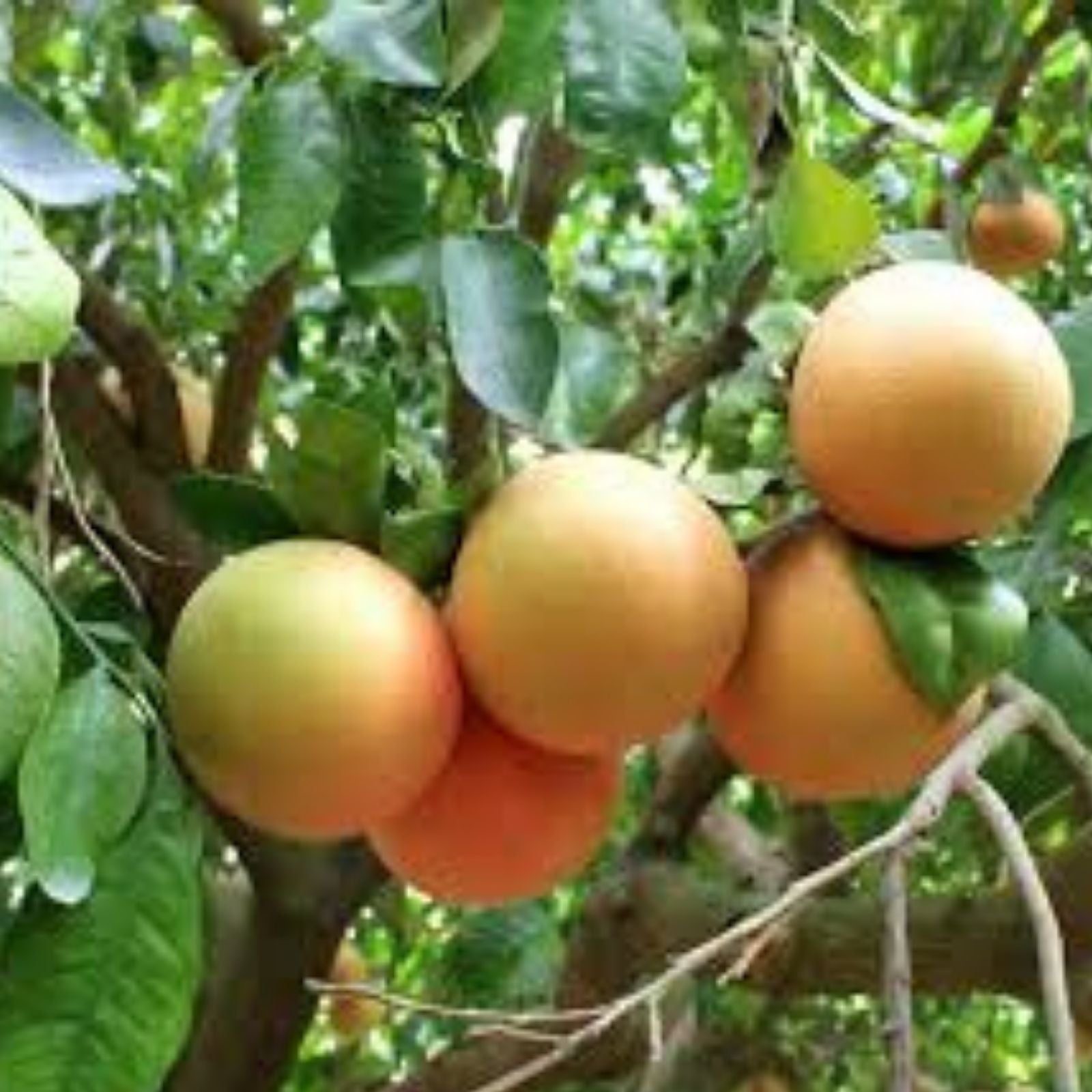 Pink Grapefruit Tree Cuttings 4 Pack - Citrus × paradisi - Ideal for Home Gardening and Indoor Planting