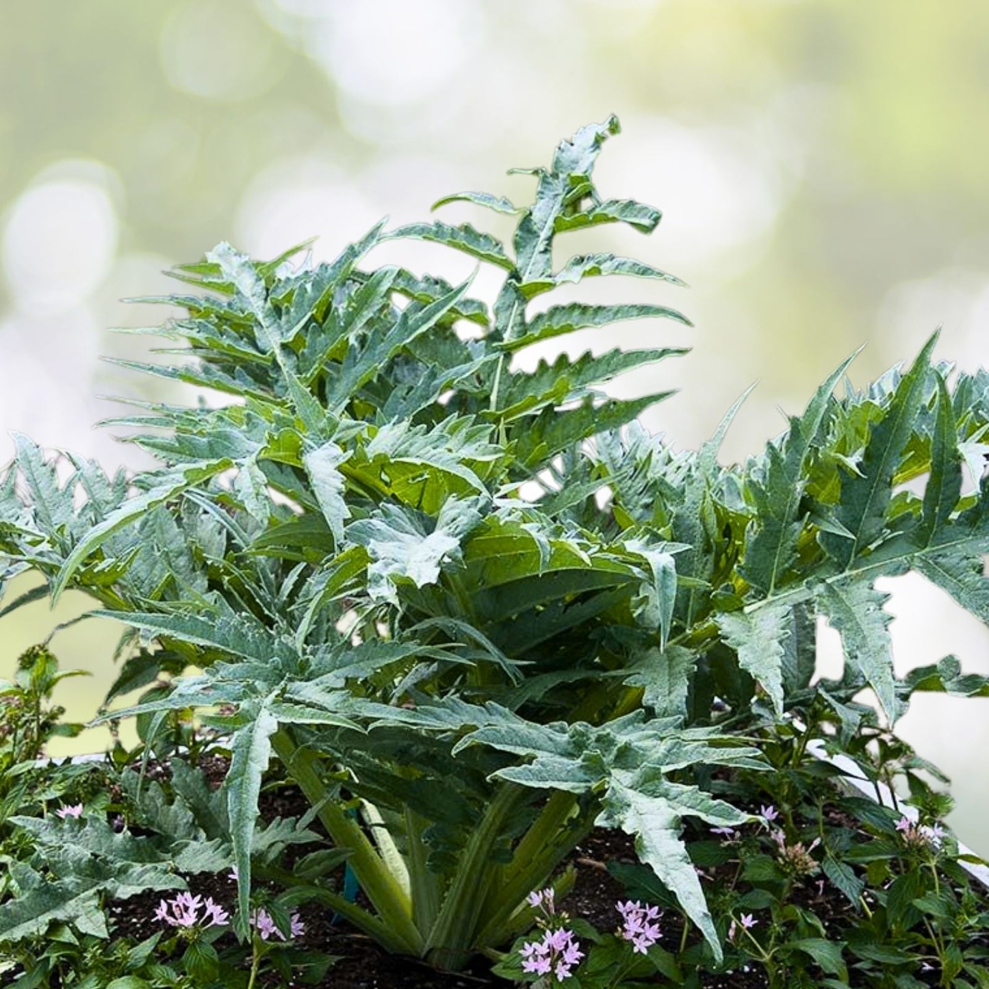 White Cardoon Seeds | Heirloom Non-GMO | Fresh Garden Seeds | Cynara cardunculus