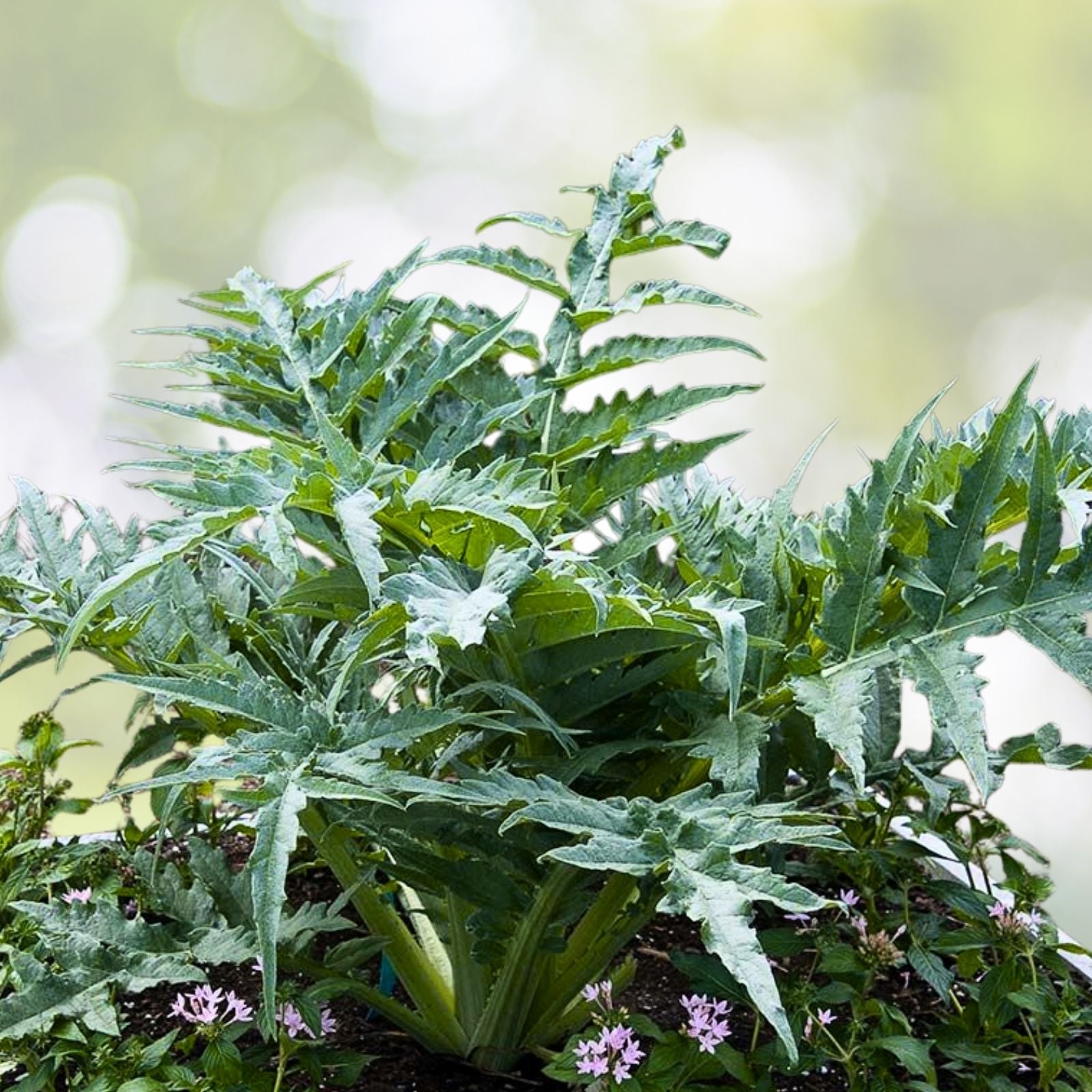 White Cardoon Seeds | Heirloom Non-GMO | Fresh Garden Seeds | Cynara cardunculus
