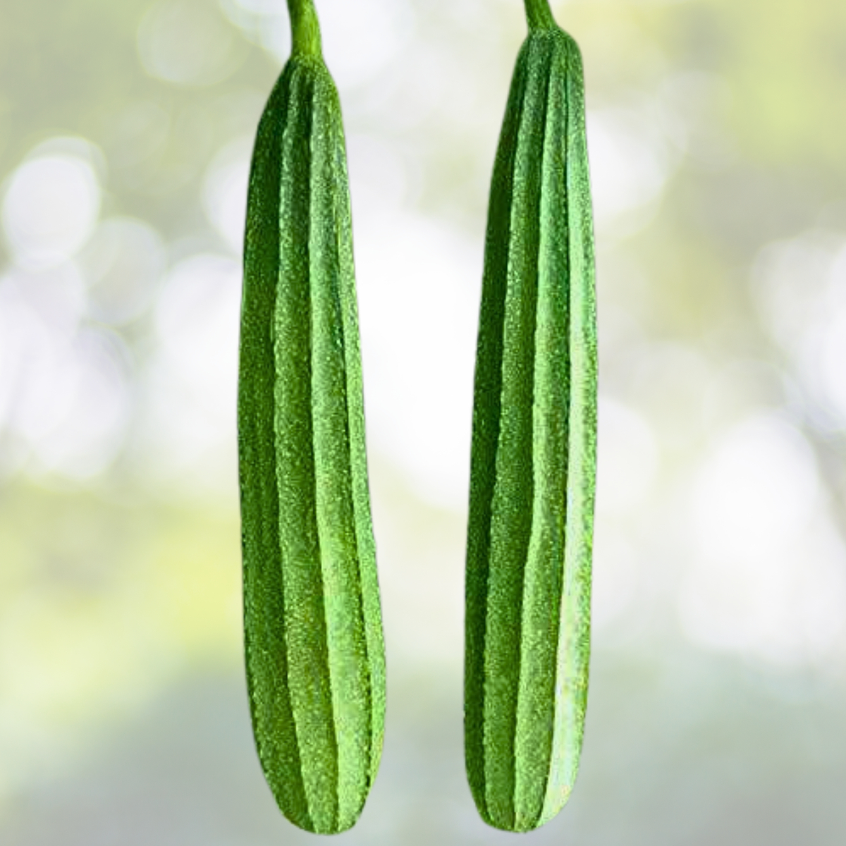 20pcs Heirloom Ridged Sponge Gourd Seeds - Angled Luffa Gourd Vegetable Seeds - Luffa acutangula