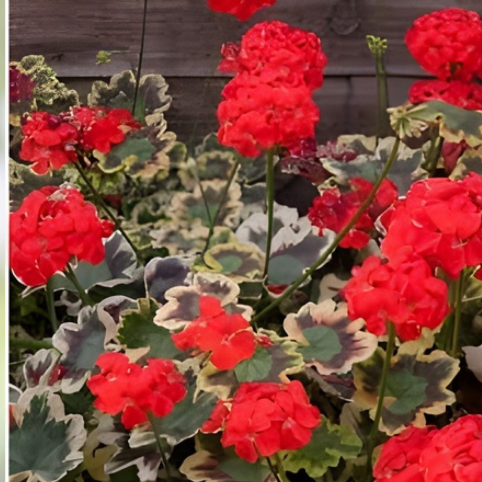 Variegated Geranium Cuttings - 3 Pack, Pelargonium spp., 6-inch Plant Clippings, Variegated Leaf, Garden, Indoor, Outdoor