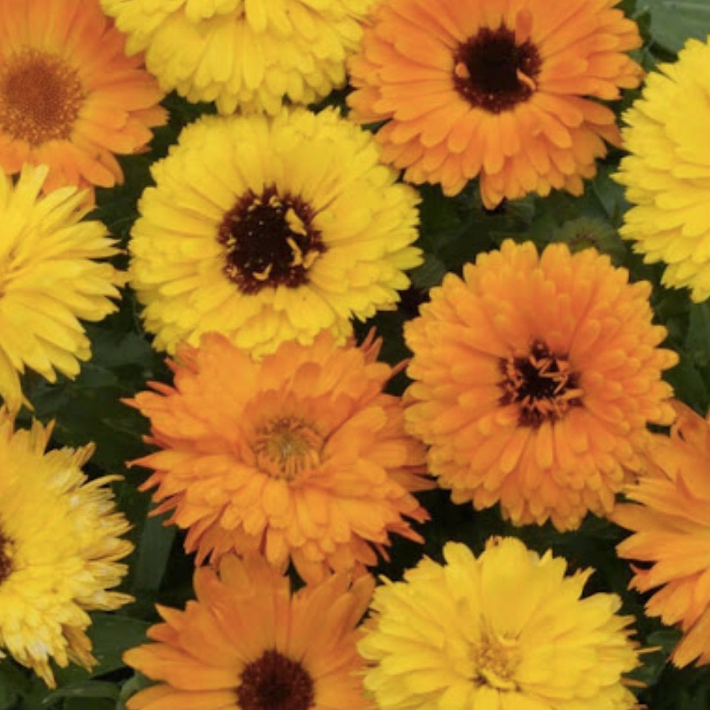 Calendula Seeds for Planting - Pacific Beauty Mix Flower Seeds - Garden Planting Supplies - Made in USA
