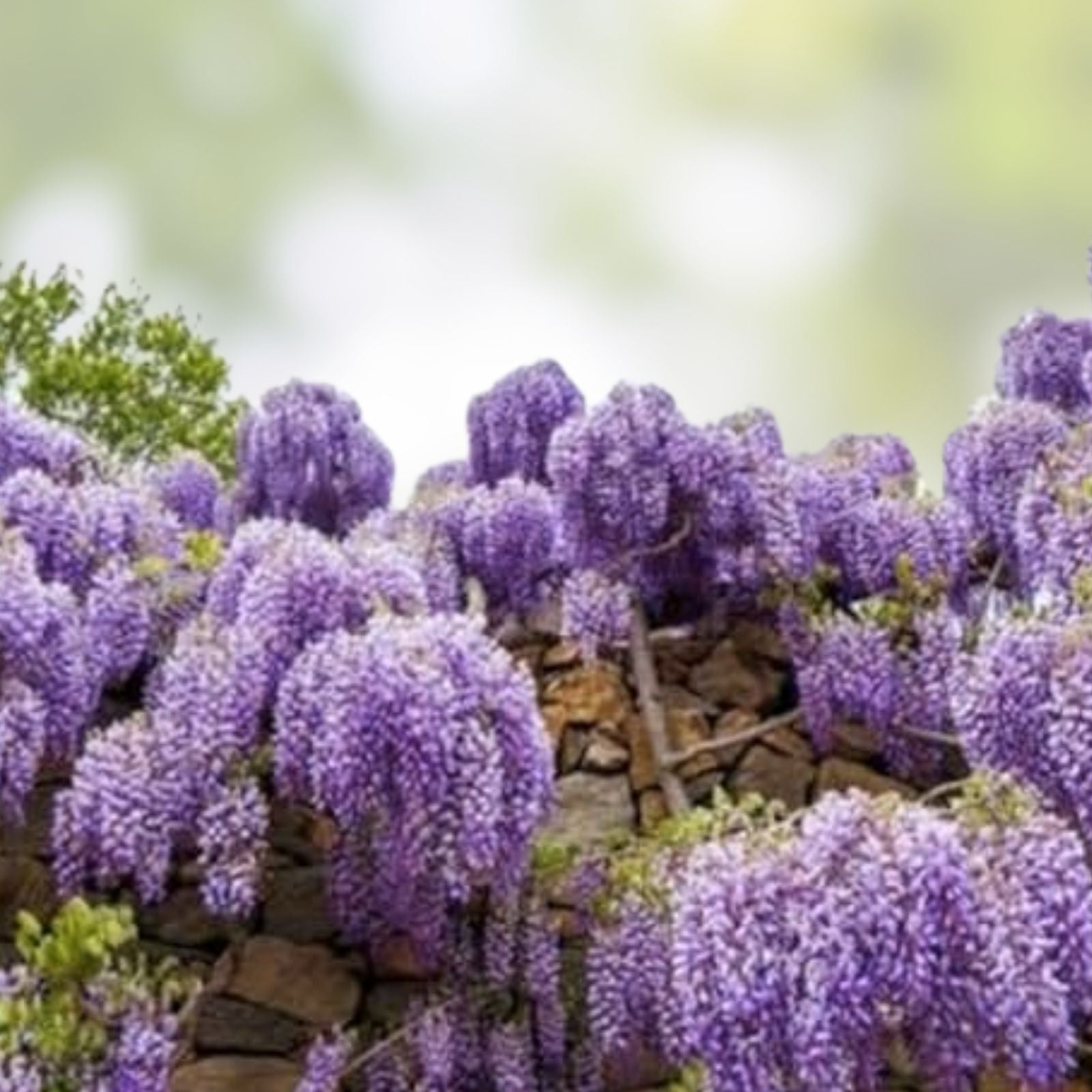 Purple Wisteria Seeds - 20 Count Flowering Vine for Planting Wisteria sinensis Garden Seeds
