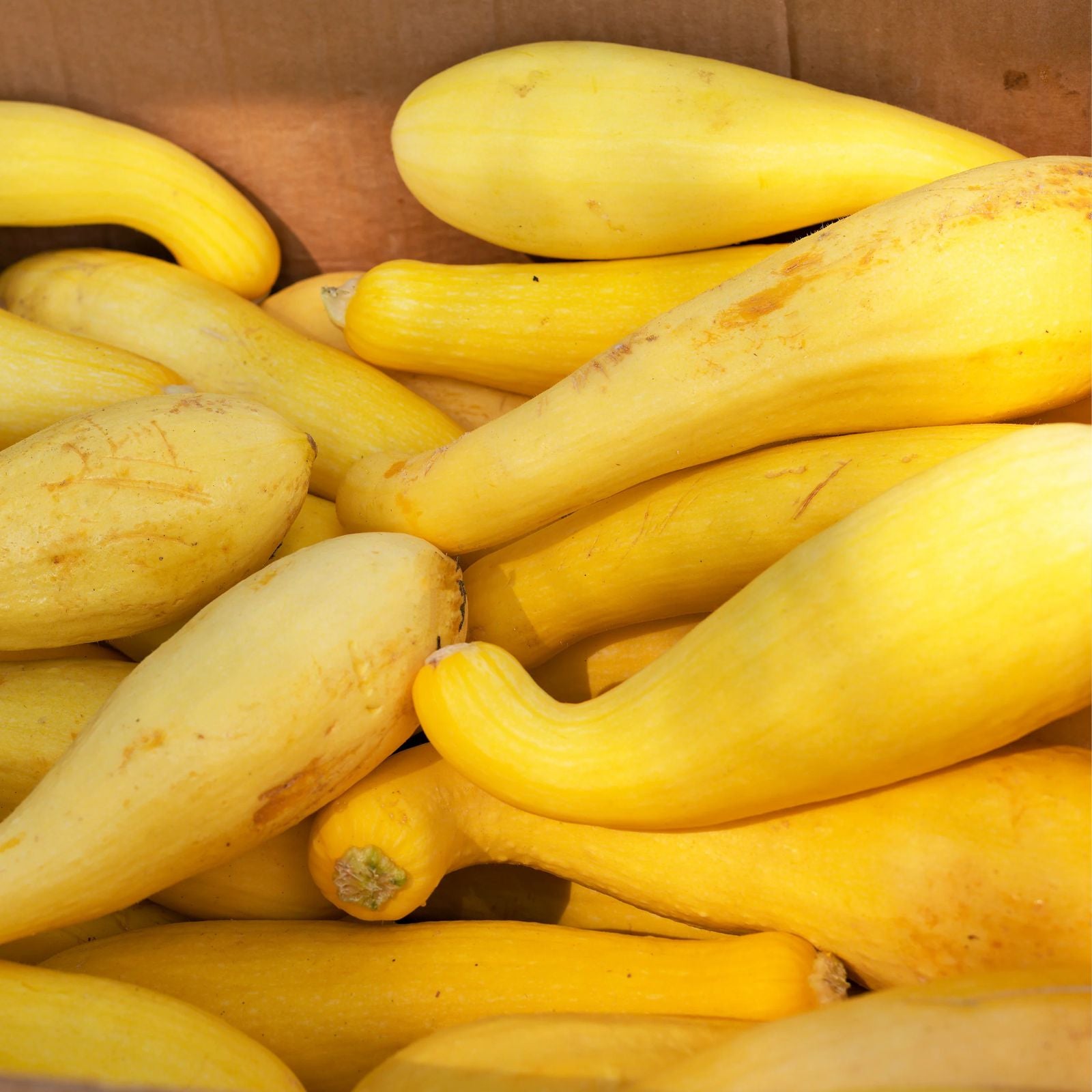Crooked Neck Squash Seeds 30+ Heirloom Seeds CushaW Cucurbita argyrosperma Vegetable Gardening