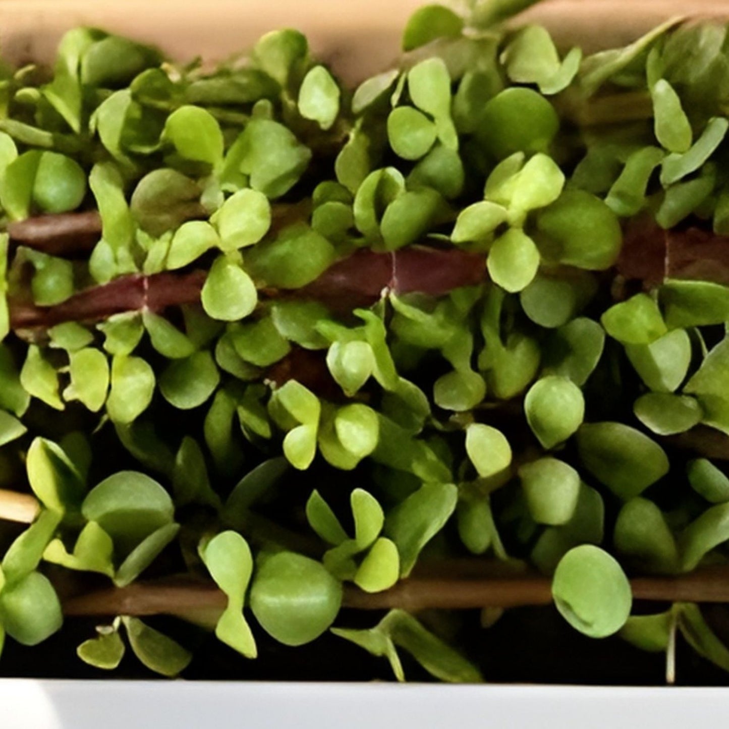 Cork Bark Portulacaria Succulent Cuttings 6 pcs ~6” Dwarf Jade Bonsai Indoor Plant Varieties
