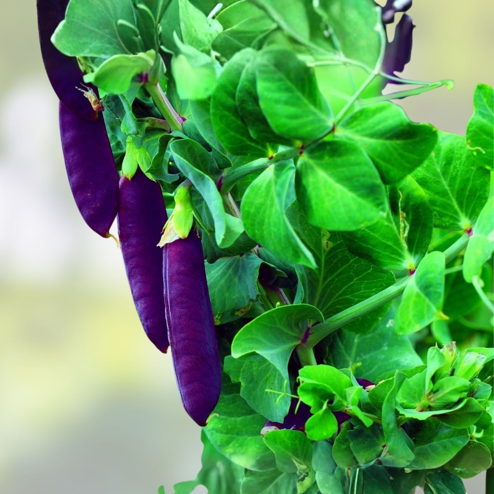 Purple Pod Pea Seeds - 15 Rare Heirloom Non-GMO Seeds for Planting - Early Variety (Pisum sativum)