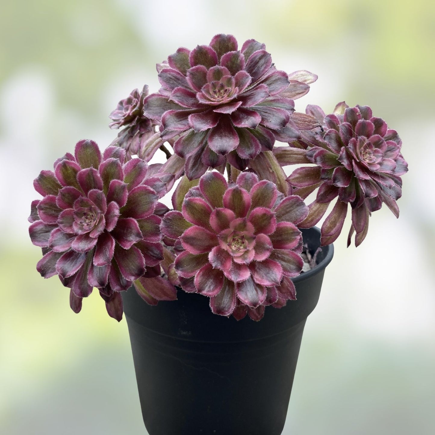 Rare Variegated Aeonium Mardi Gras Succulent Cutting 3-4 Inches – Live Plant for Home Decor, Garden, Collection