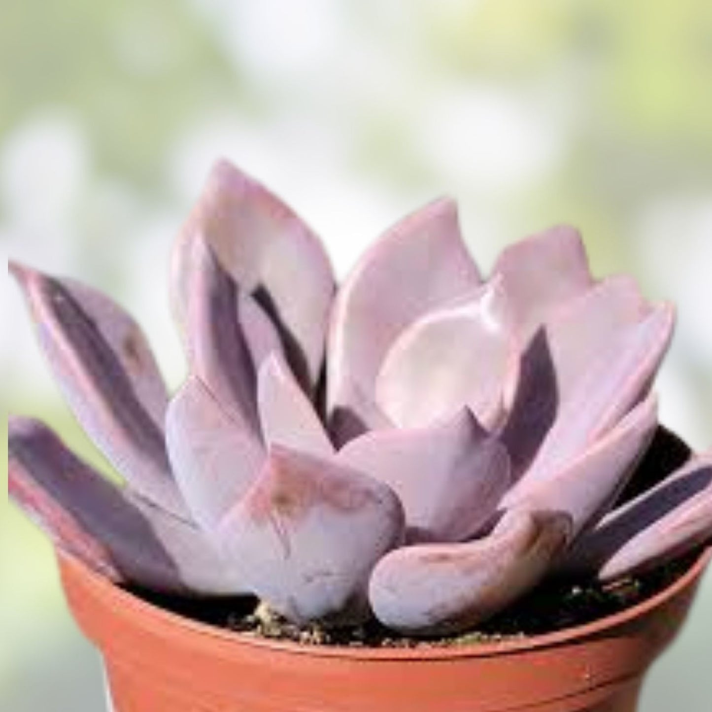 Rare Succulent Graptoveria Dusty Pink Live Plant 4-Inch Garden Decor, Succulent Plant, Pink Foliage, Easy Care, Indoor Outdoor