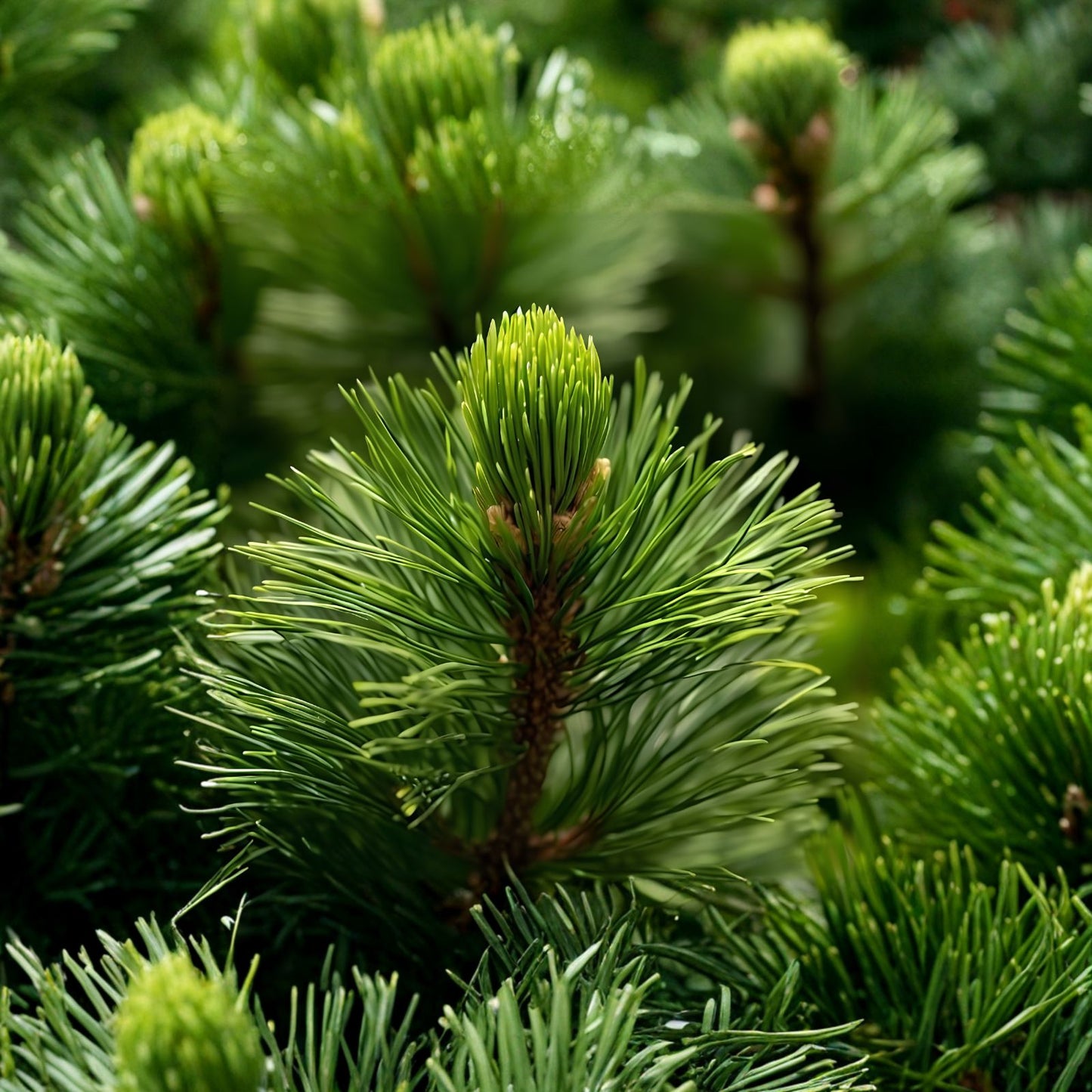 White Pine Tree Seeds 50 Count Pinus strobus Live Plant, Tree Seeds, Landscaping, Gardening, Bare Root, Starter Plant