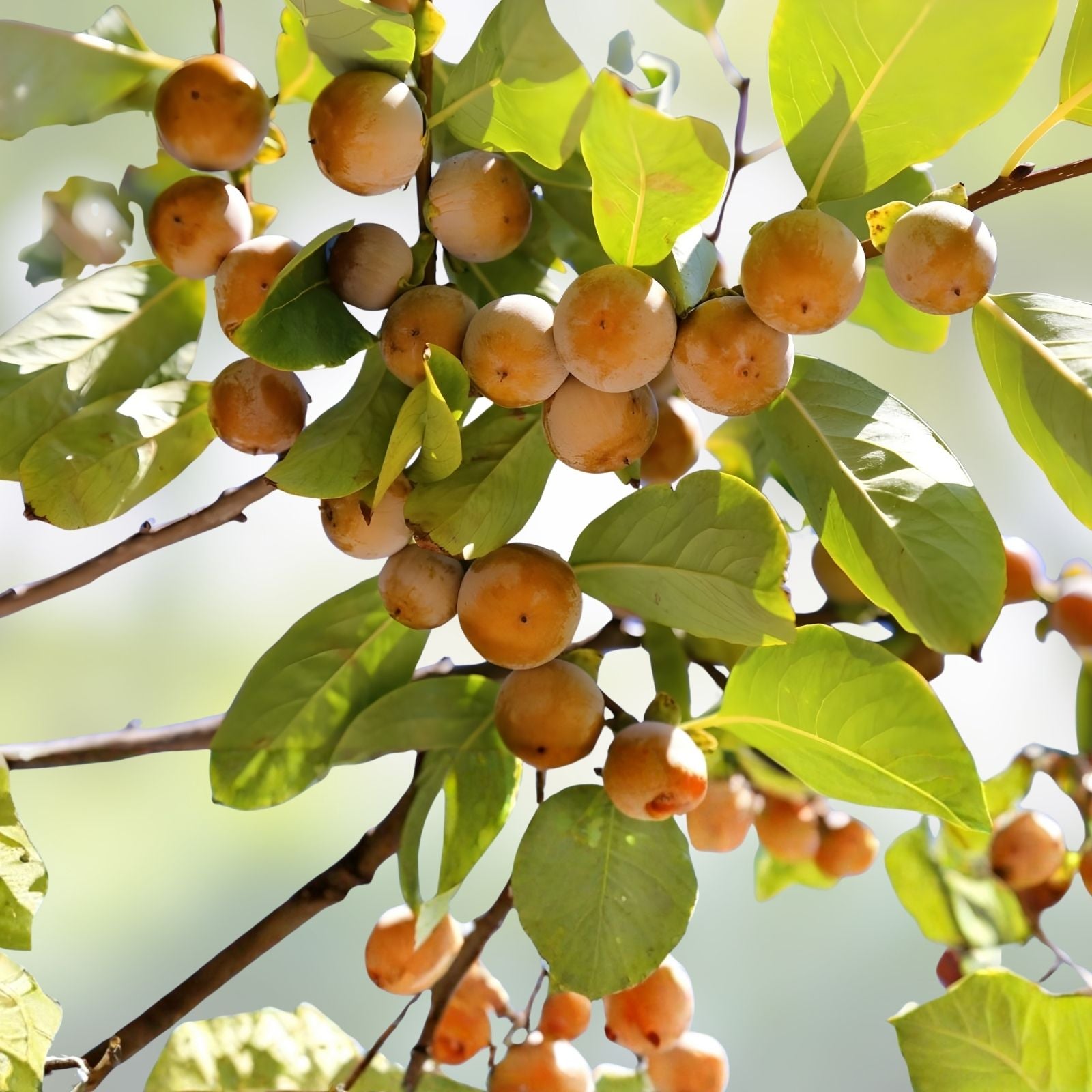 Date Plum Tree Seeds 30 Pack - Diospyros Lotus Organic Fruit Seeds for Planting