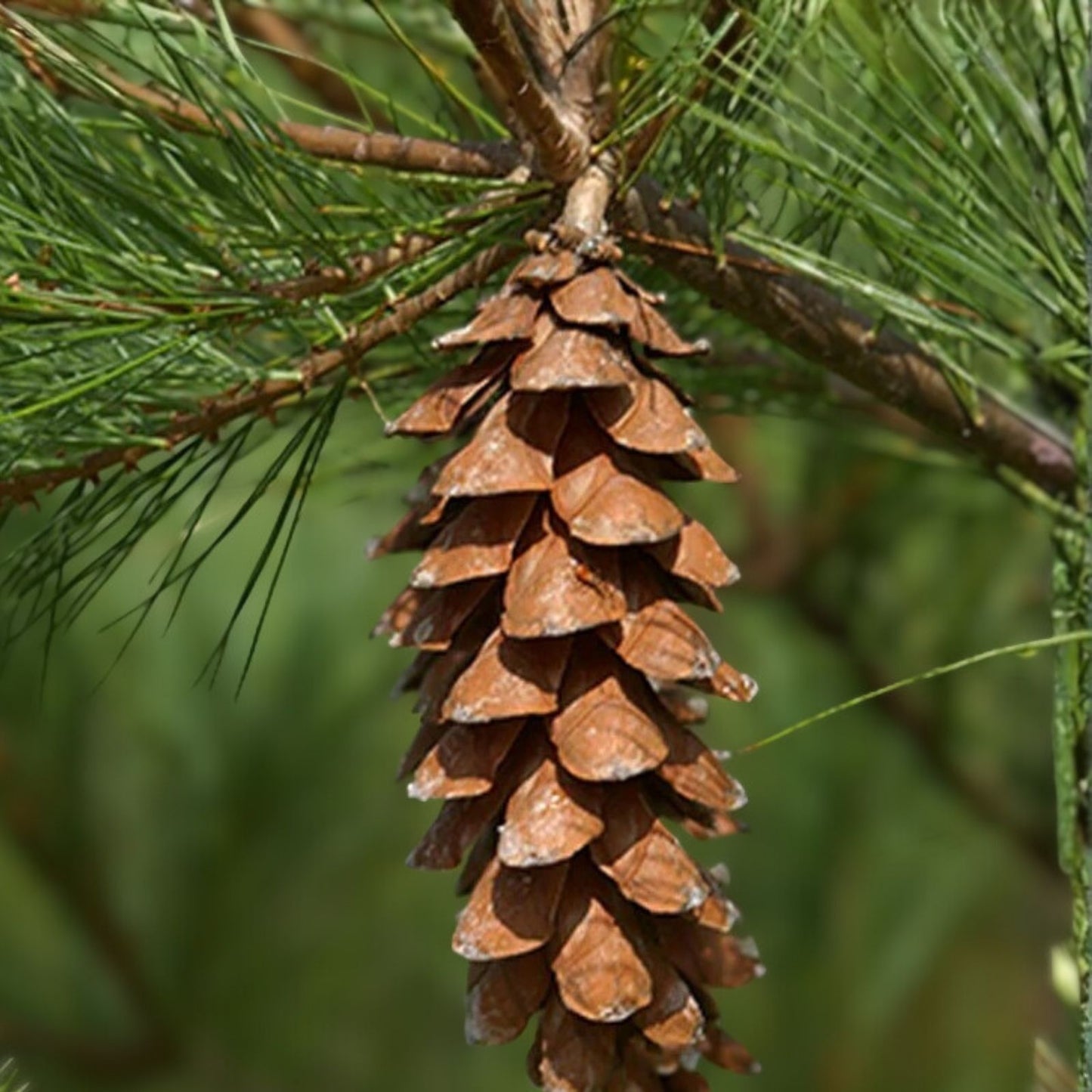 Live White Pine Tree 12" Bare Root Plant, Pinus strobus, Hardy Evergreen for Landscaping