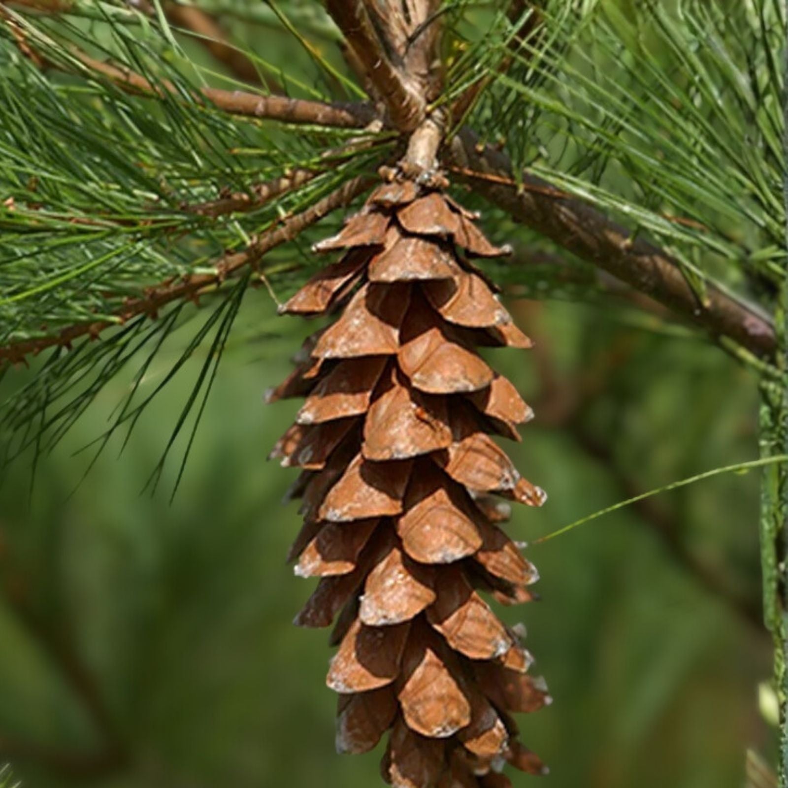 Live White Pine Tree 12" Bare Root Plant, Pinus strobus, Hardy Evergreen for Landscaping