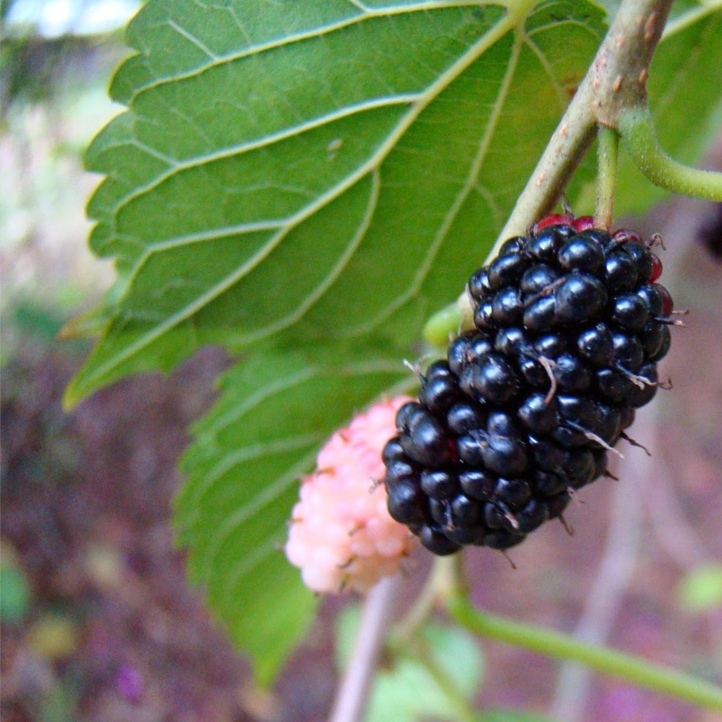 Texas Mulberry Tree Cuttings - Unrooted 7-10 inches - Morus microphylla - 40+ High-Quality Plant Cuttings