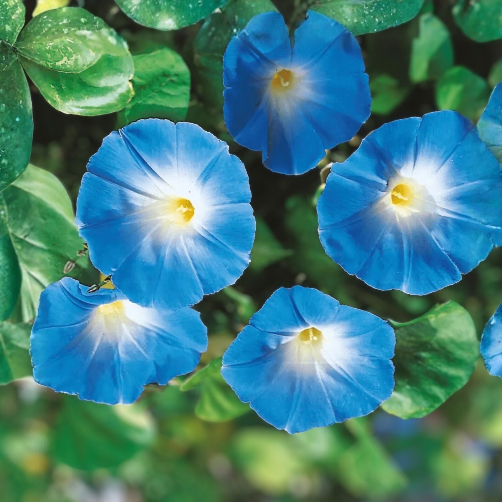 Morning Glory Seeds 100 Pack Heavenly Blue Variety Ipomoea tricolor Garden Flower Seeds