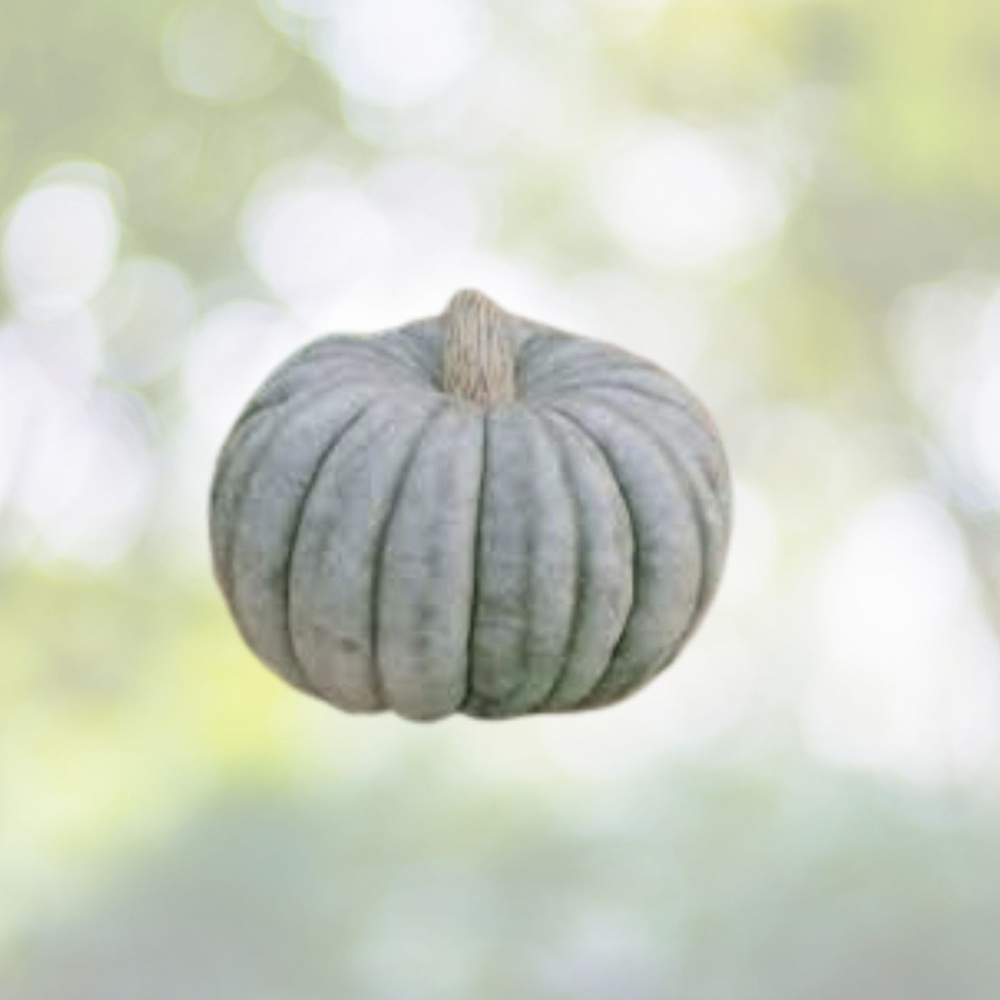 Jarrahdale Blue Pumpkin Seeds - 15+ Heirloom Non-GMO Sweet Queensland Variety - Cucurbita maxima