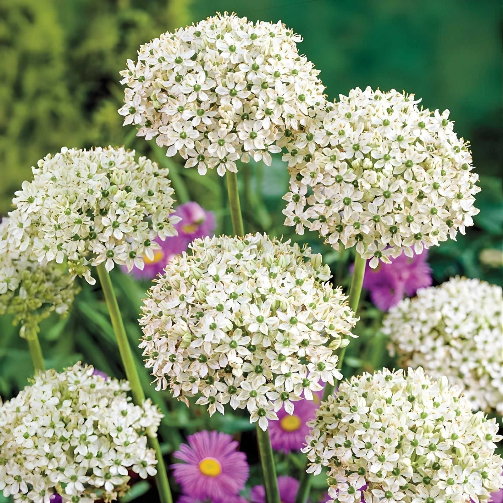 Allium Bulbs 5-Pack White Green Flowers Fragrant Deer Rabbit Resistant Mid-Spring Blooms Allium nigrum