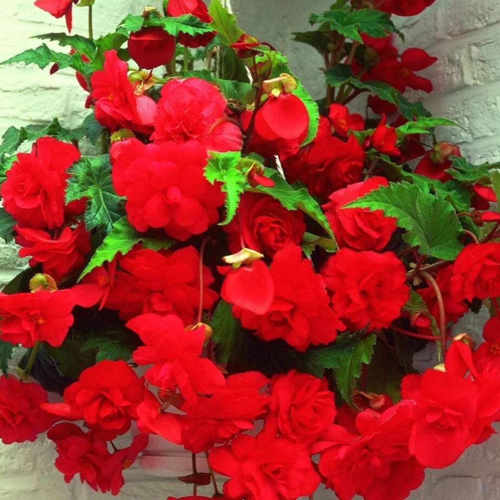 Begonia Seeds 1000 Count Glory Hot Tip Rose Tuberhybrida Non-California Garden Plant Seeds