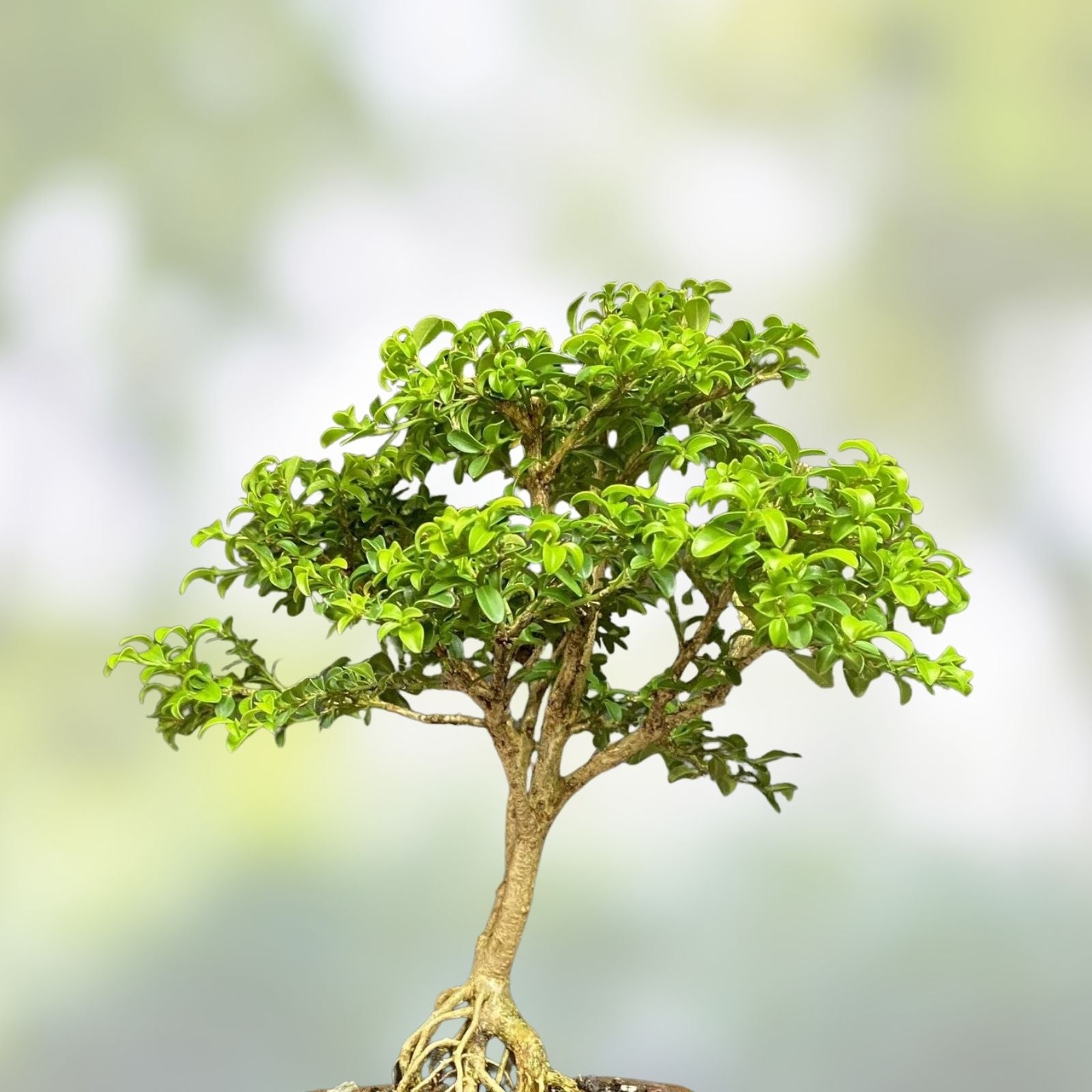 Kingsville Boxwood Bonsai Tree 9-inch in Chinese Glazed Pot, 12 Years Old, Indoor Home Decor Plant