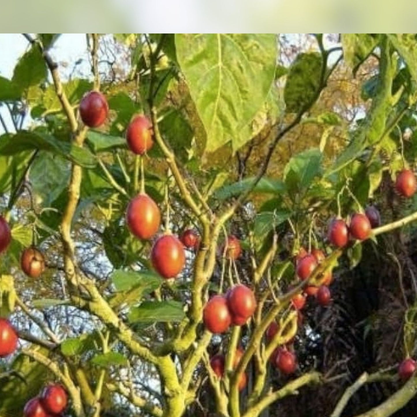 Tomato Tree Bonsai Seeds - 10 Pack - Tamarillo - Cyphomandra betacea - Fruit-bearing Plant for Indoor Garden