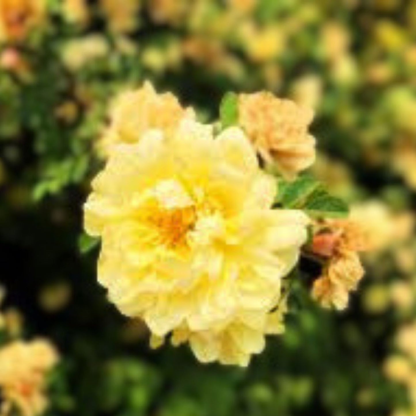 Yellow Manchu Rose Bush Seeds - 50 Seeds for Planting - Rosa xanthina - Hardy Perennial Flowering Plant