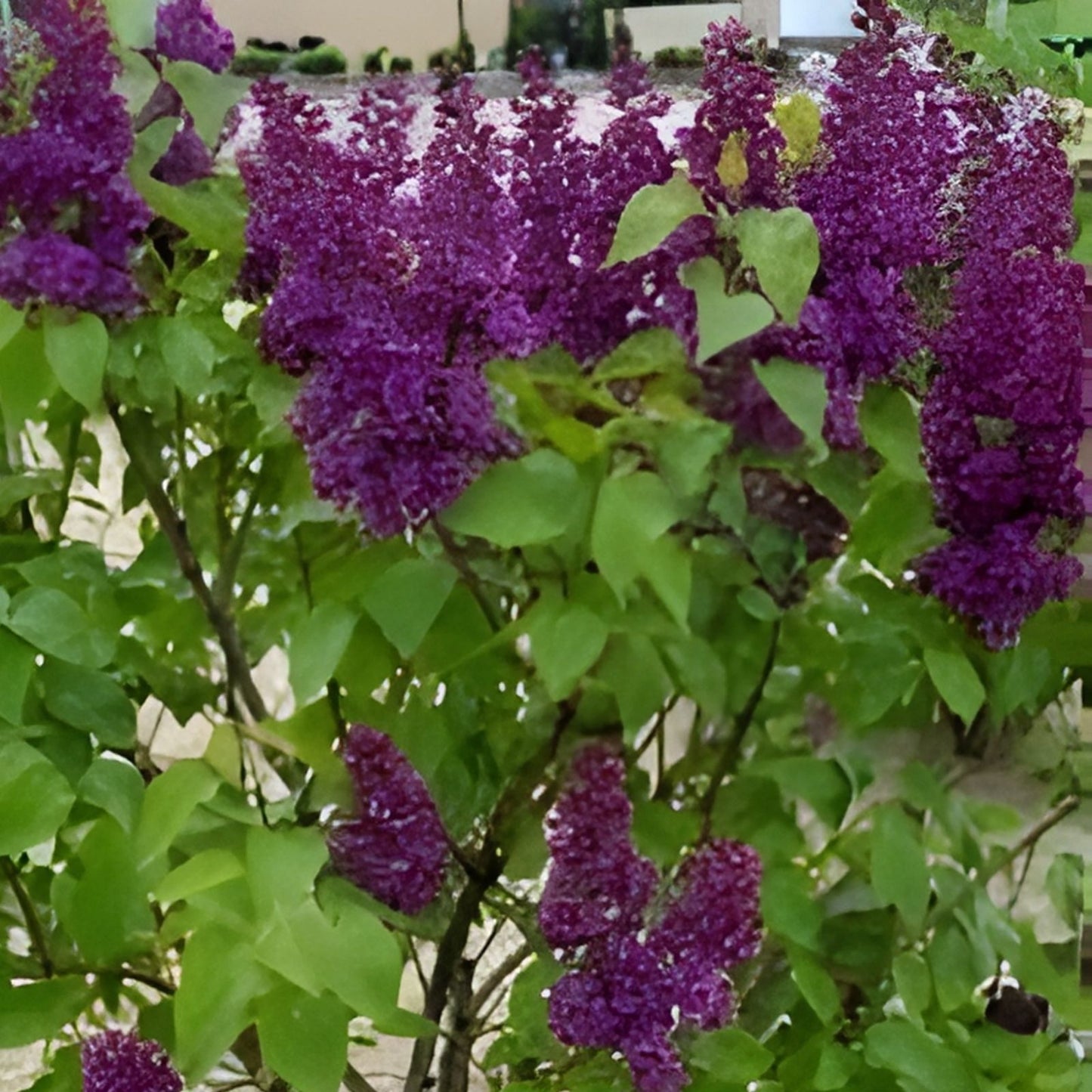 Congo Lilac Starter Plant 4-8” Tall Syringa Vulgaris Well-Rooted Rare Flowering Shrub