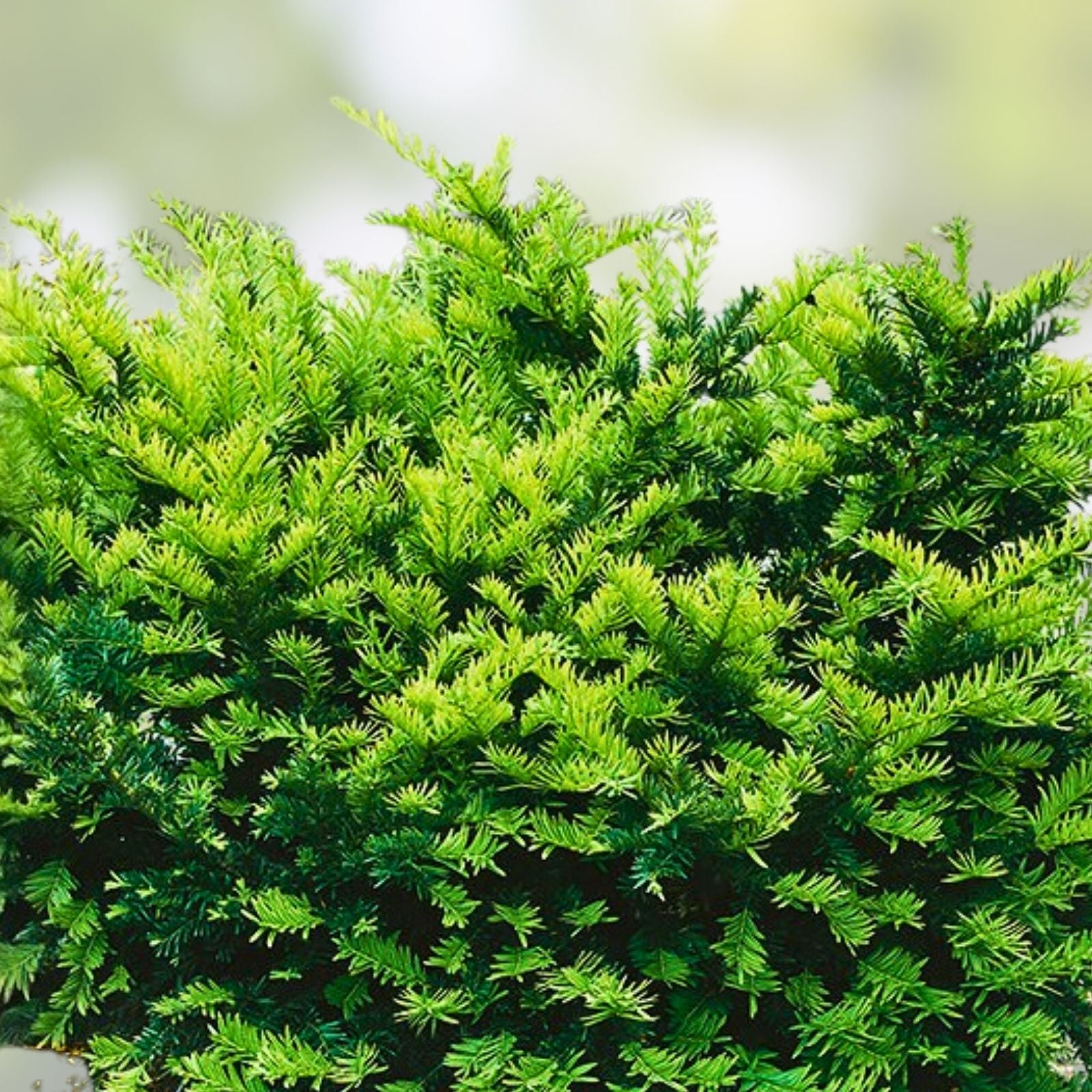 Yew Cuttings Set of 12, Dark Green Evergreen Shrubs for Hedges, Taxus x media, Landscape Planting Material