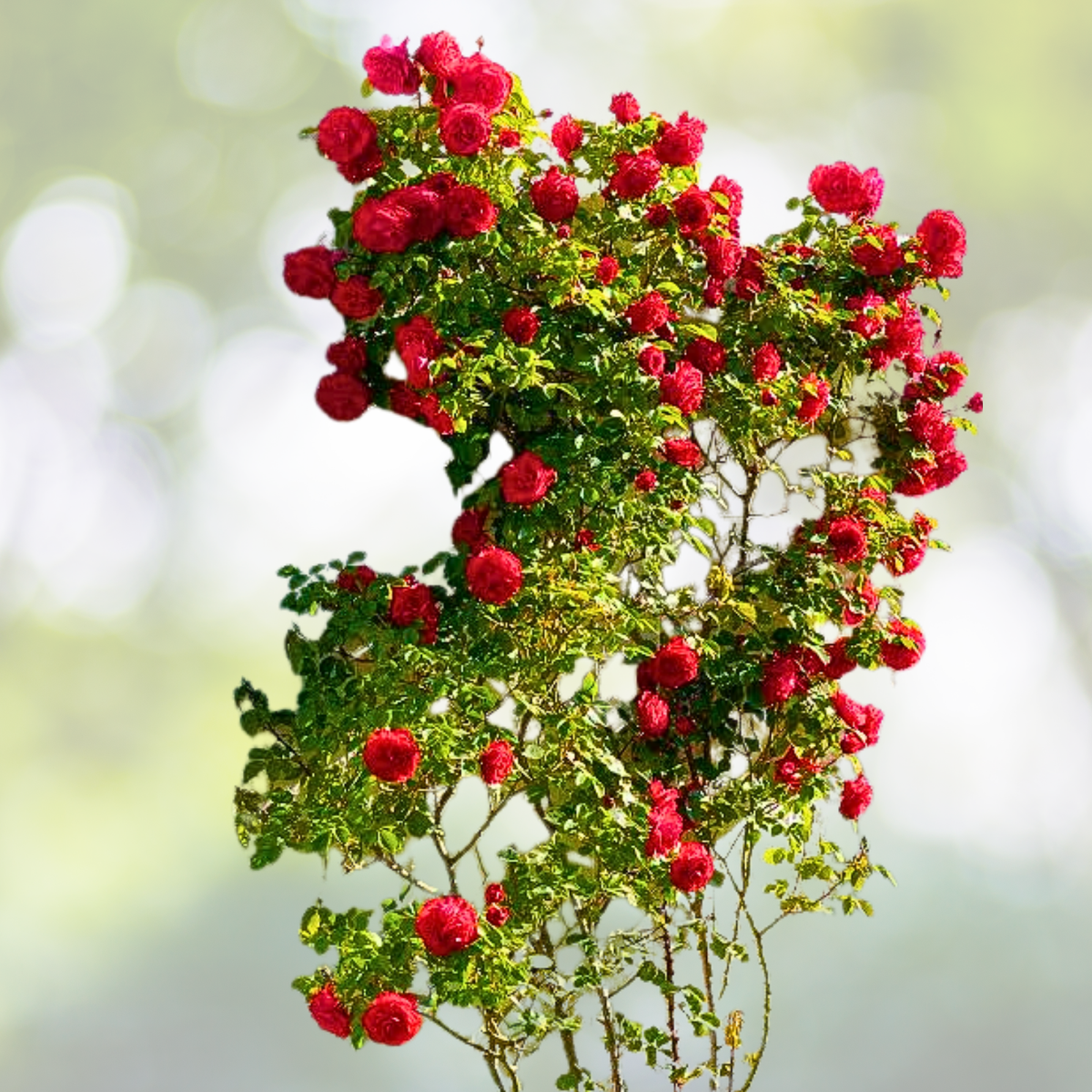 20pcs Red Climbing Rose Seeds - Rare Non-GMO Heirloom - Rosa spp.