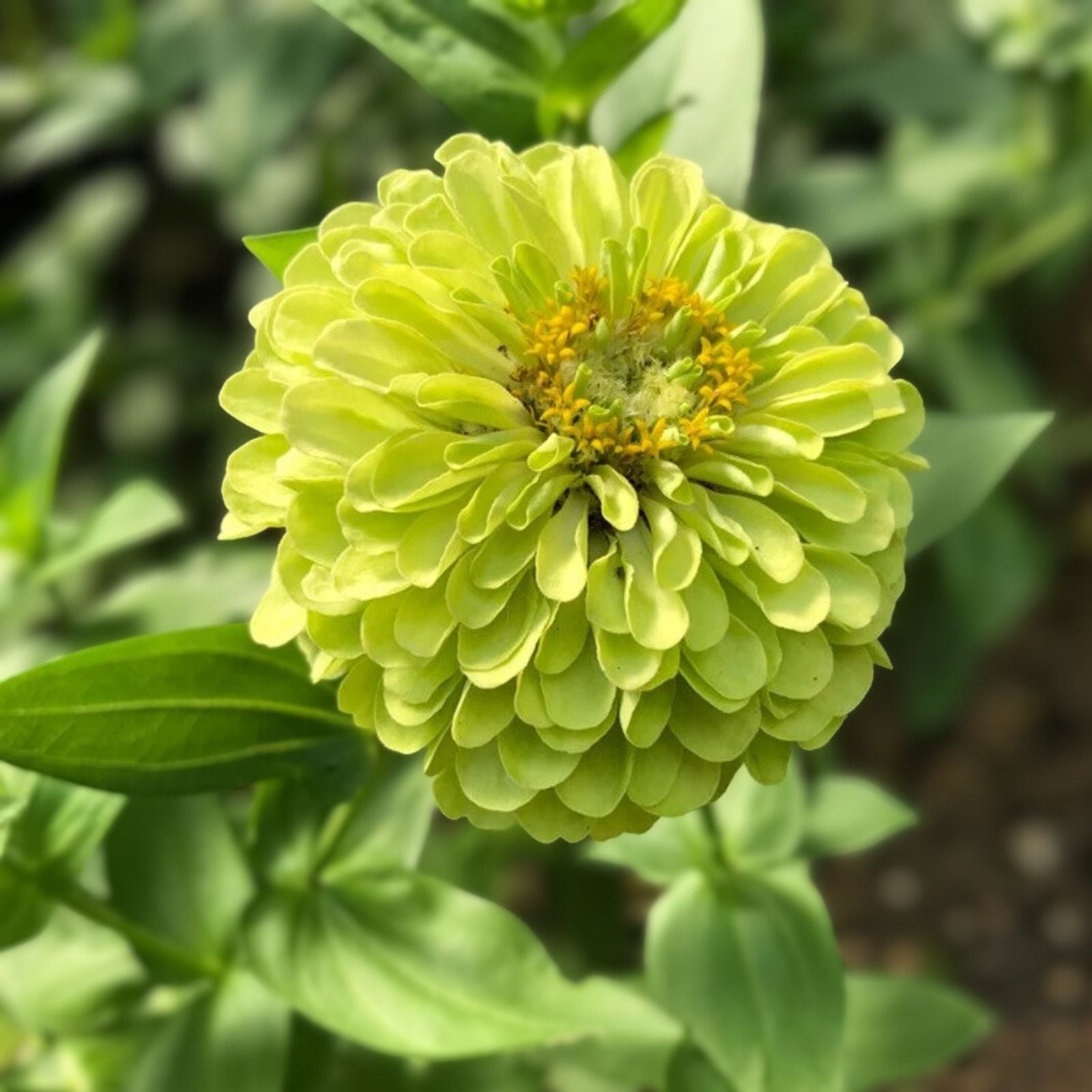 Zinnia Seeds for Planting 100 Pack Green Envy Zinnia elegans Flower Seeds Garden Grow Kit