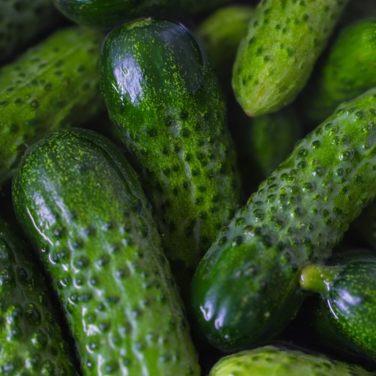 Heirloom Pickling Cucumber Seeds – 500 Non-GMO Seeds – National Variety for Homemade Pickles (Cucumis sativus)