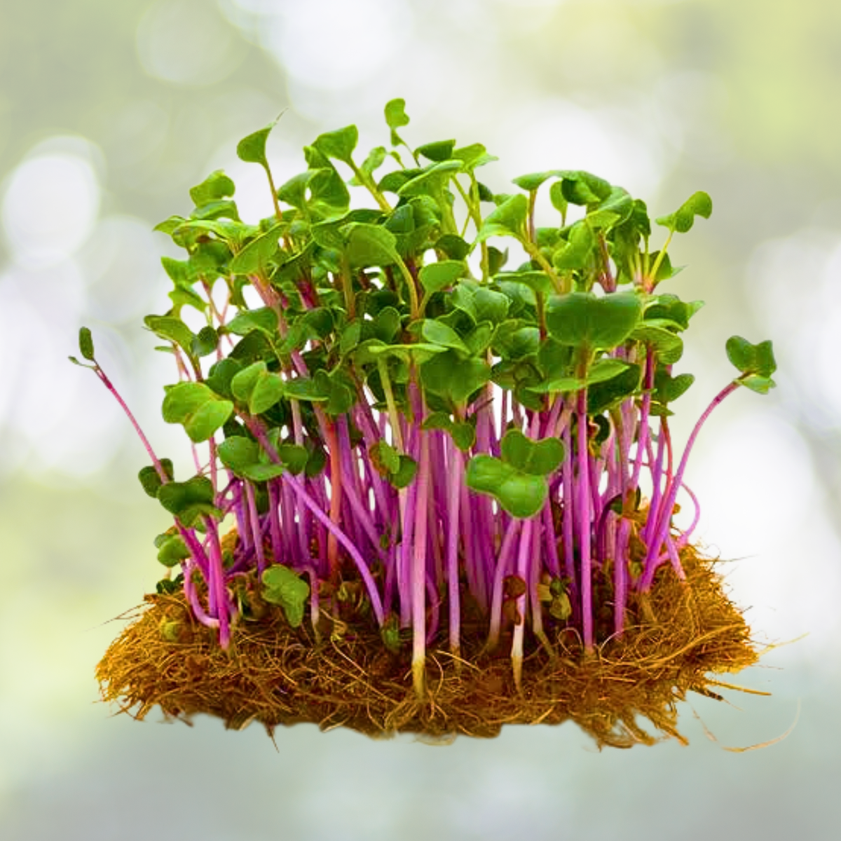 Triton Purple Radish Seeds - 250 Heirloom Non-GMO Cool Season Seeds - Raphanus sativus
