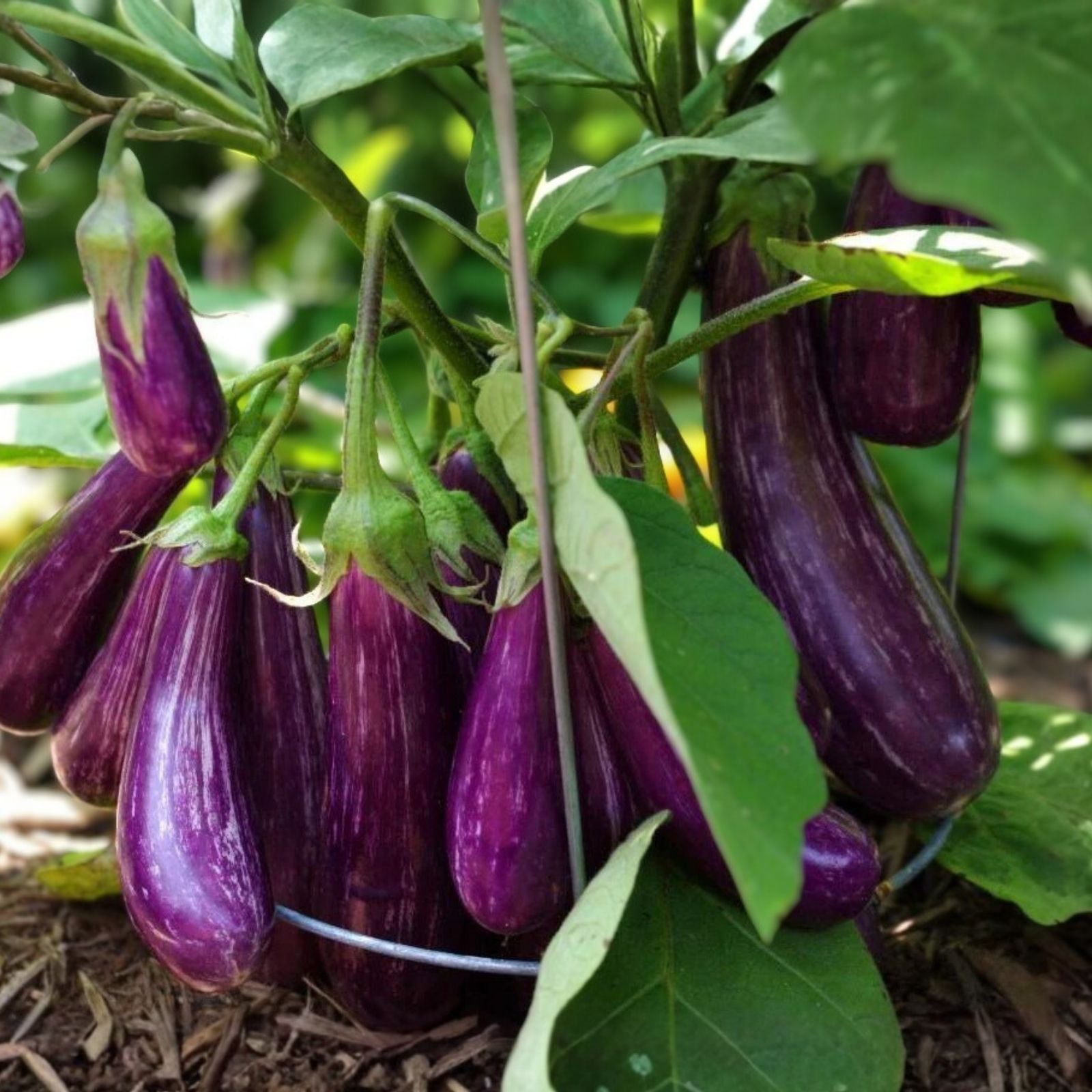 Long Purple Eggplant Seeds | 150+ Non-GMO Heirloom Seeds for Planting | Solanum melongena
