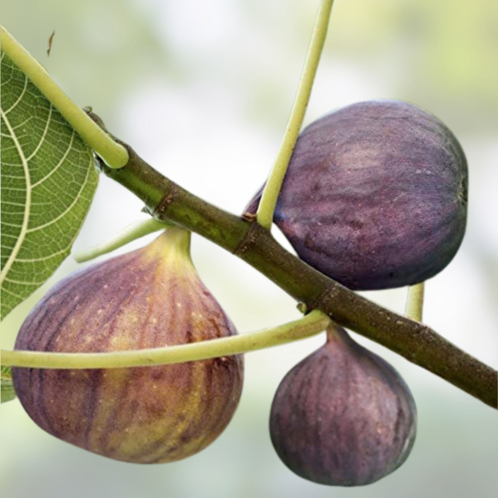 Smith Fig Cuttings 5 Pack with Willow Water for Rooting - Ficus carica - Fruit Tree Propagation Supplies