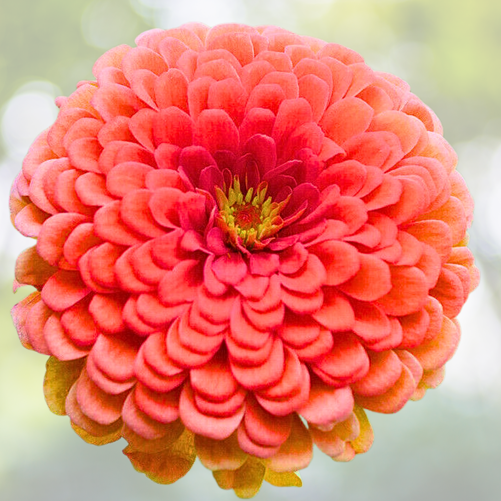 Zinnia Seeds - 200 Coral Double Butterflies Hummingbirds - Zinnia elegans