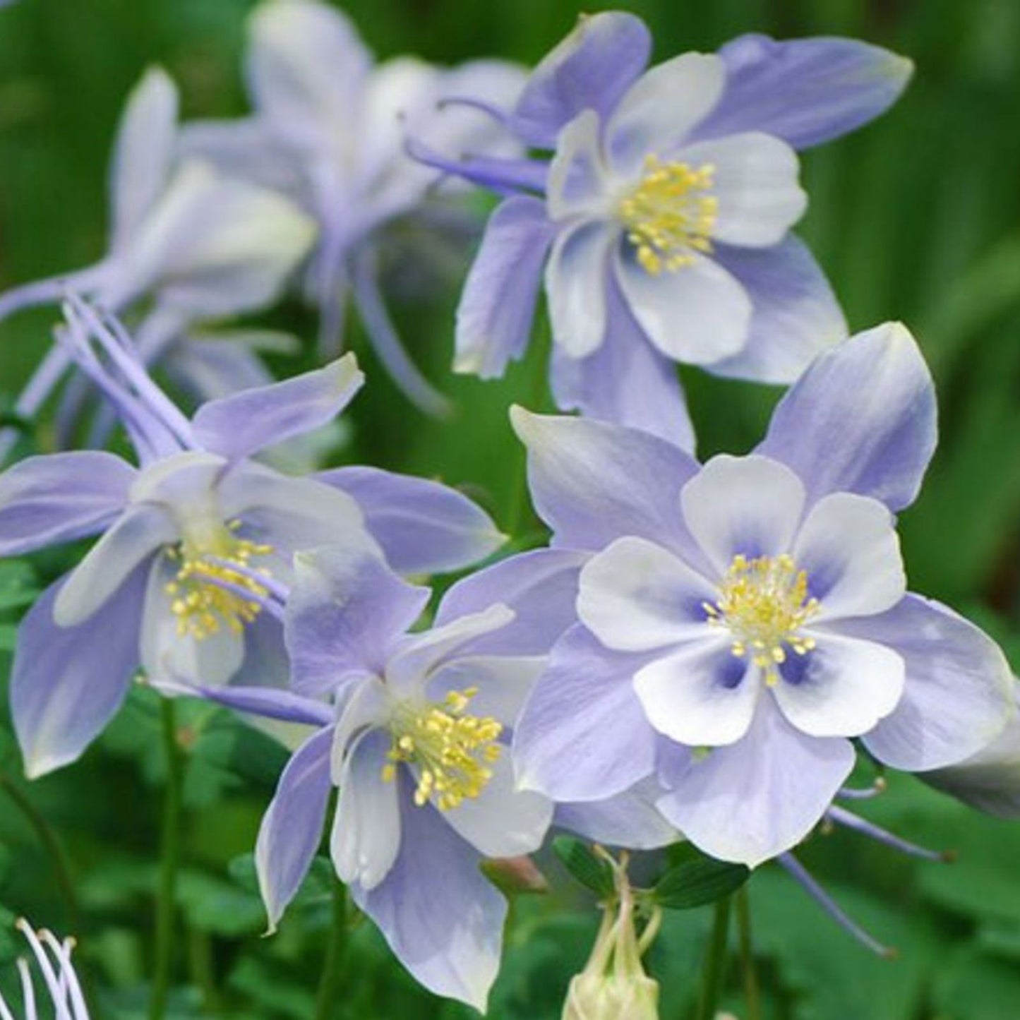 Blue Dream Columbine Seeds - 50 Organic Perennial Seeds - Aquilegia caerulea - USA Grown, Free Shipping