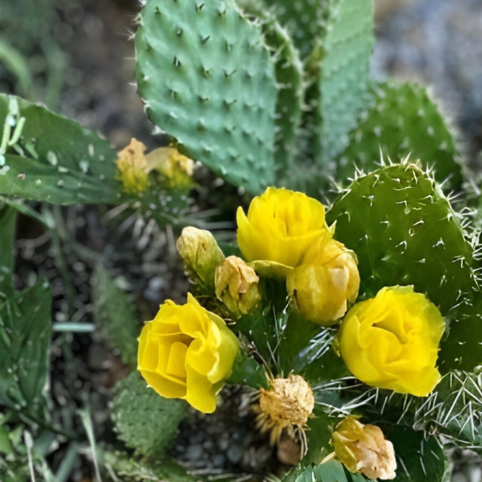 Cold Hardy Paddle Cactus Cuttings 3 Pack Opuntia Humifusa ‘Inermis’ Unrooted Succulents for Gardening and Planting