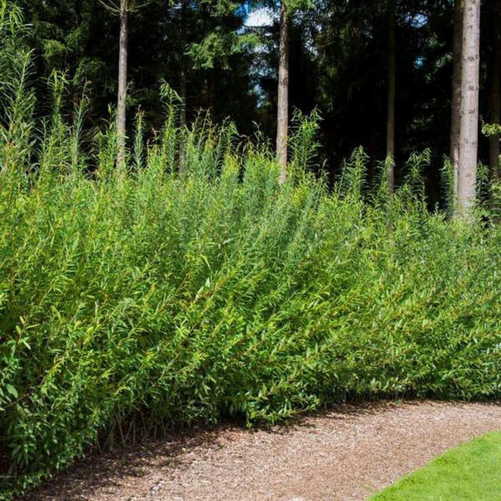 Austree Hybrid Willow Tree Cuttings - 10 Fast Growing Salix Matsudana x Salix Alba Clippings for Landscaping