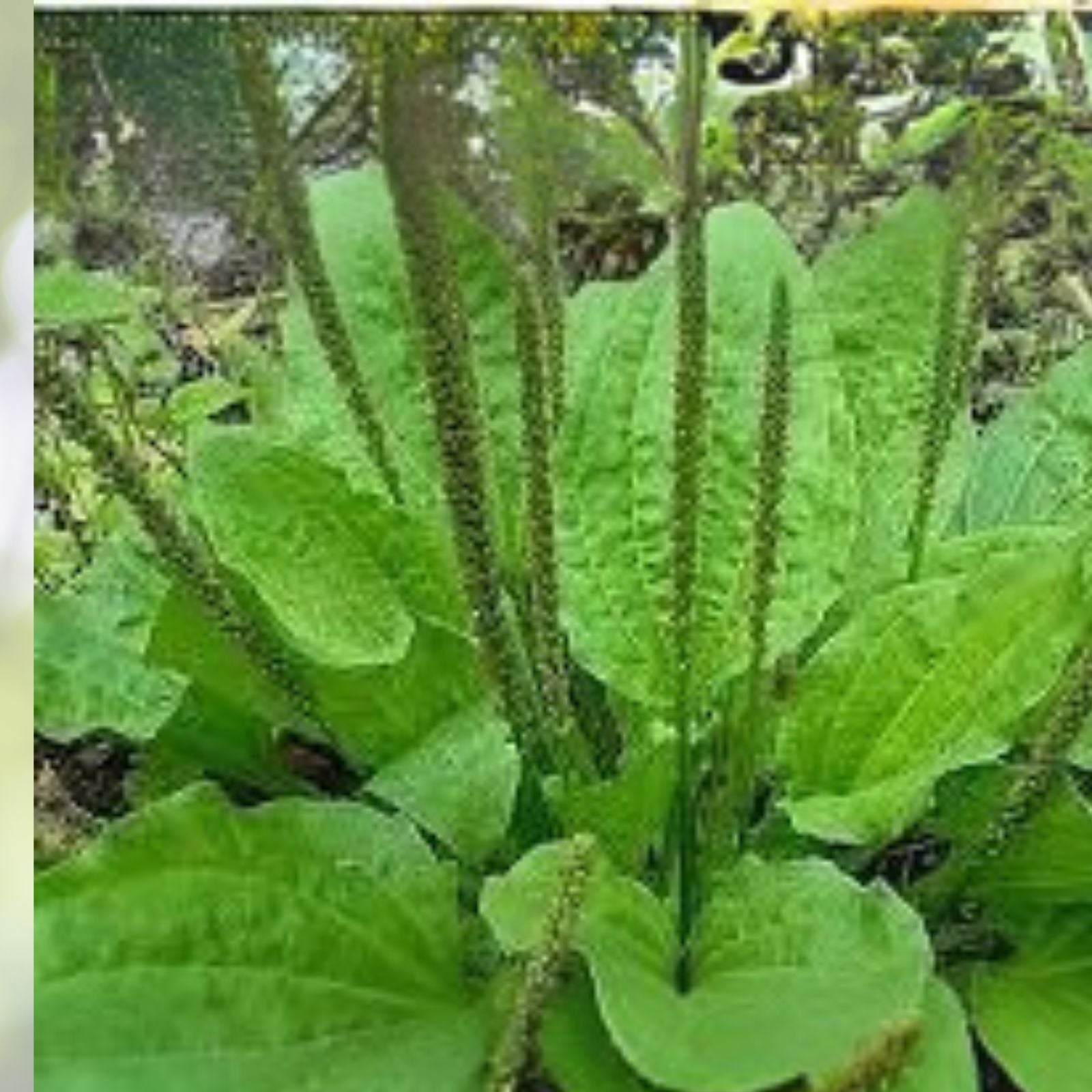 Broadleaf Plantain Plants 3 Pack 4in Pot Plantain Herb Plantain Herb Plantain major
