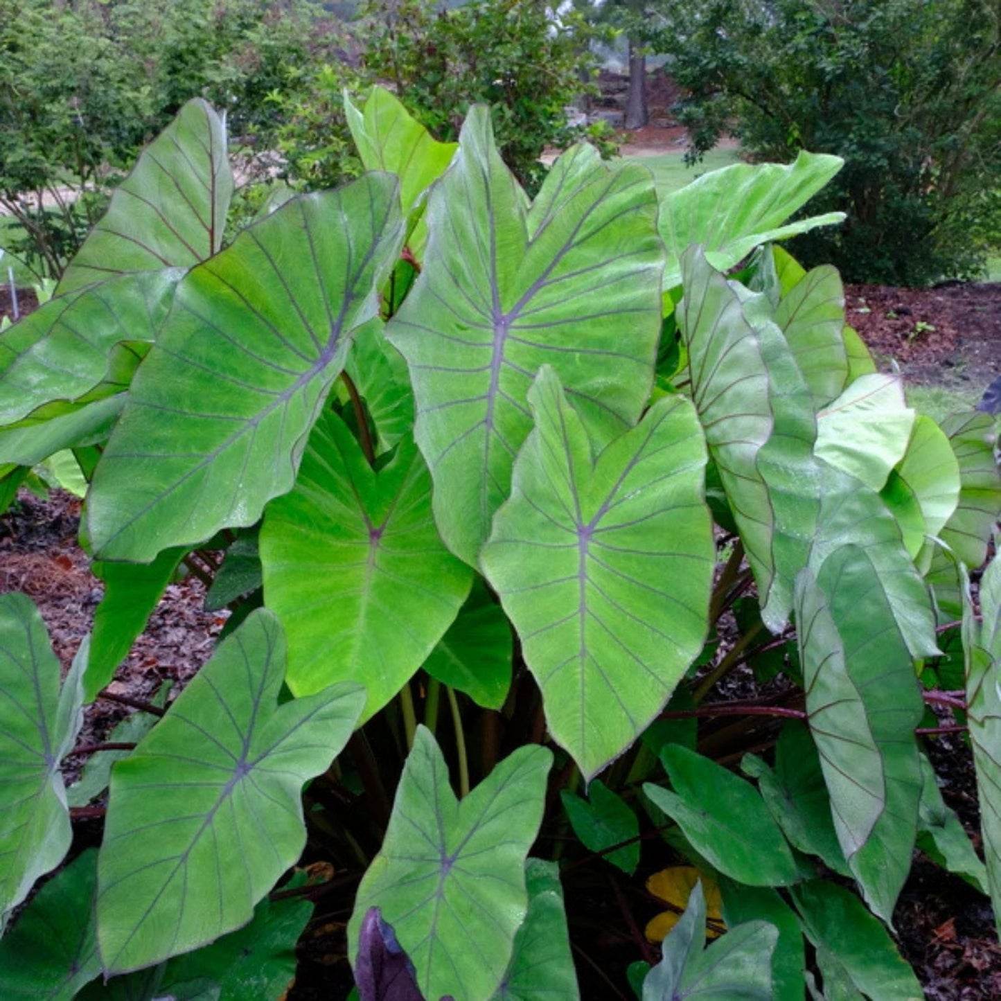Elepaio Starter Plant - Small Rooted Colocasia esculenta - Elephant Ear Tropical Foliage Plant for Garden and Indoor Decor